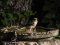 Κεφαλάς - Woodchat Shrike