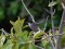 Μαυροτσιροβάκος (αρσεν.) - Sardenian Warbler (male)