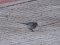 Σεισούρα (θηλ.) - White Wagtail (fem.)