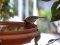 Καλόγερος  -  Great Tit