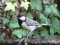 Καλόγερος  -  Great Tit