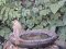 Τσίχλα - Song Thrush