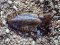 Σουπιά  -  Common Cuttlefish