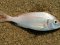 Λυθρίνι - Common Sea-Bream 