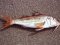 Μπαρμπούνι  -  Red Mullet