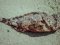 Γατσός - Brown Scorpionfish