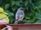 Καρβουνιάρης - Black Redstart