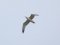 (Κιτρινοπόδης) Γλάρος  -  Yellow-legged Gull
