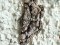 Peribatodes rhomboidaria [Willow Beauty]