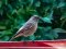 Καρβουνιάρης - Black Redstart