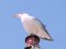 (Κιτρινοπόδης) Γλάρος  -  Yellow-legged Gull
