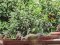 Δεκοχτούρα και Σπουργίτια - Collared Dove and House Sparrows 