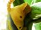 Acherontia atropos  [Death's Head Hawk Moth cat.]