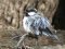Νεαρός Καλόγερος  -  Immature Great Tit