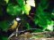 Καλόγερος (αρσεν.) - Great Tit (male)