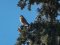 Πετροκιρκινέζι (αρσεν.) -  Kestrel (male)