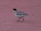Σεισούρα (αρσεν.) - White Wagtail (male)  
