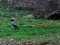 Κουρούνα - Hooded Crow