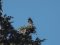 Ψαρόνι  -  Starling