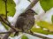 Σπουργίτι (θηλ.)- House sparrow (female)