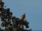 Πετροκιρκινέζι (αρσεν.) -  Kestrel (male)