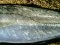Κοκκάλι - White Trevally