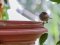 Μαυροσκούφης (θηλυκός) - Blackcap (female)