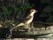 Κεφαλάς - Woodchat Shrike