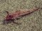 Κούκος  -  Streaked Gurnard