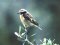 Καστανολαίμης - Whinchat