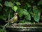 Φλώρι (αρσενικό) - Greenfinch (male)