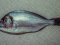 Τσιπούρα - Silver Sea-Bream