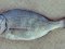 Σκαθάρι  -  Black Sea-Bream 