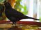 Κότσυφας (αρσενικός) - Blackbird (male)