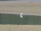 Λευκοτσικνιάς  -  Little Egret