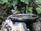 Τσιλιβήθρα - Grey Wagtail 