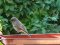 Καρβουνιάρης - Black Redstart