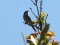Μαυροσκούφης (αρσενικός) - Blackcap (male)