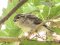 Σπουργίτι (θηλ.)  -  House Sparrow (fem.)