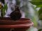 Κότσυφας (θηλυκός) - Blackbird (female)