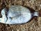Καμπανάς - Two-banded Bream