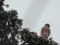 Πετροκιρκινέζι (αρσεν.) -  Kestrel (male)