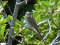 Αετομάχος (θηλ.) - Red-backed Shrike (female)