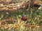 Vanessa atalanta  [Red Admiral]