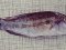 Χειλού  -  Peacock Wrasse