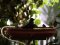 Κότσυφας (αρσενικός) - Blackbird (male)