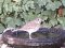 Τσίχλα - Song Thrush