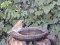 Τσίχλα - Song Thrush
