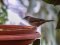 Μαυροσκούφης (θηλυκός) - Blackcap (female)