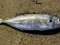 Κοκκάλι - White Trevally